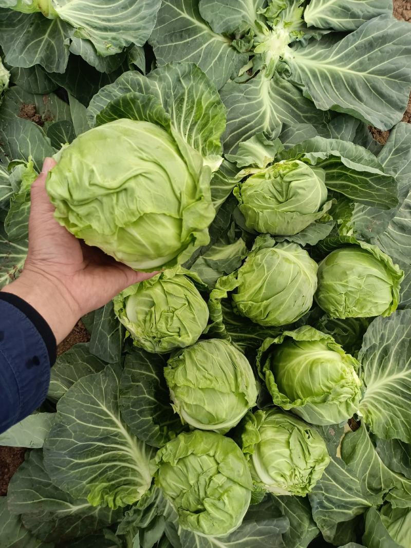 大量甘蓝便宜出售
