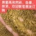 新疆孜然碎产地一手货源价格便宜欢迎来电