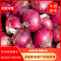 【红皮洋葱】云南精品紫皮洋葱大量上市欢迎来电咨询