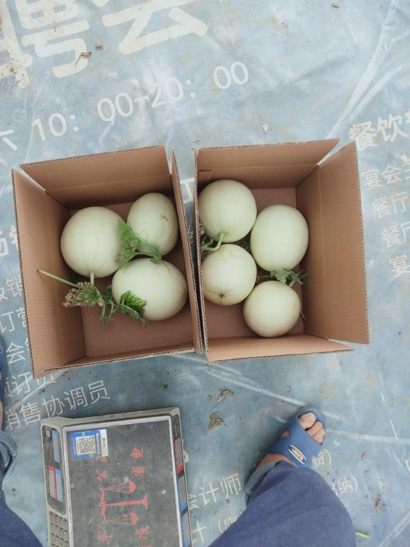 上海南汇玉菇甜瓜，或视频或现场采购也可一件代发