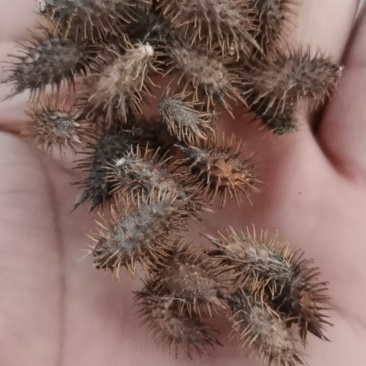 苍耳子干货