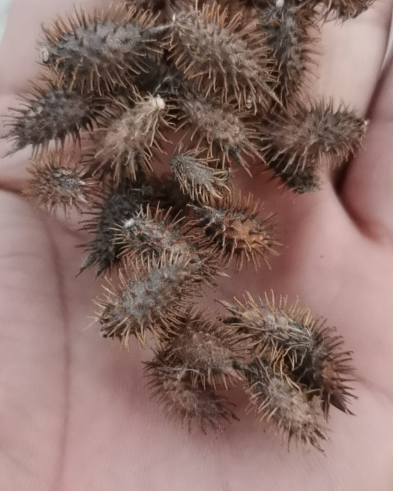 苍耳子干货
