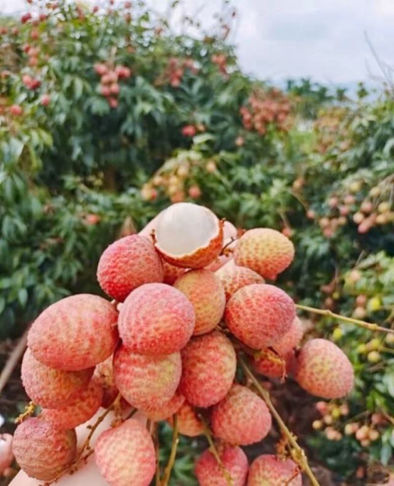 【推荐】广东湛江荔枝基地发货大量供应一手货源价格合适