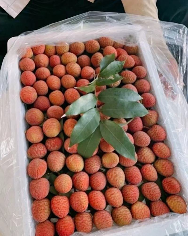 【推荐】广东湛江荔枝基地发货大量供应一手货源价格合适