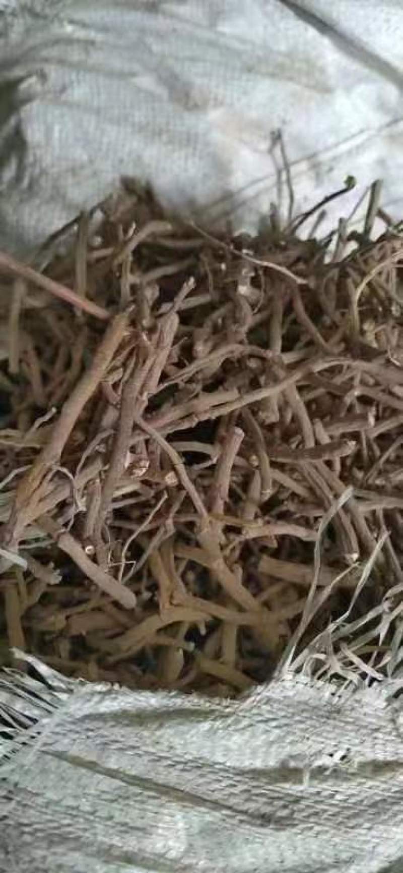 牡丹黑须子干货大货