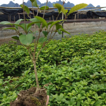 桂花树四季桂花树苗各种规格一手货源批发价价格可谈欢迎联系