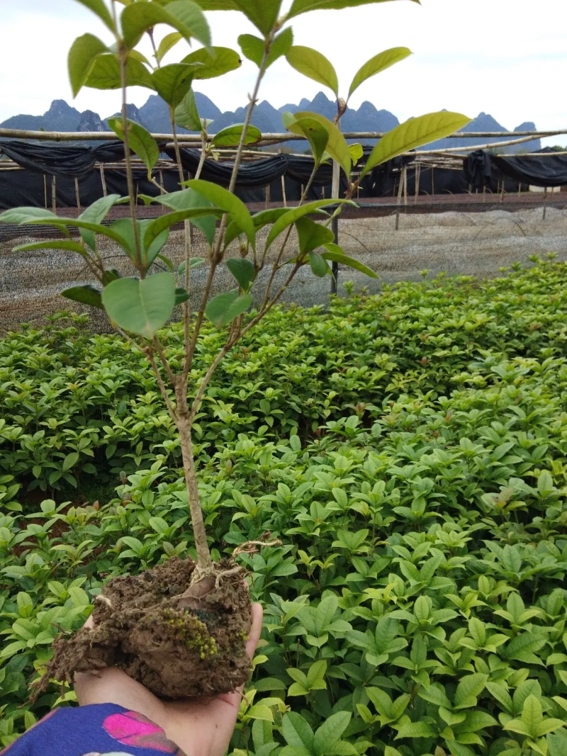 桂花树四季桂花树苗各种规格一手货源批发价价格可谈欢迎联系