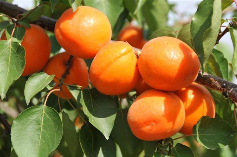 【推荐】金太阳杏精品杏子大量有货产地直发保质保量