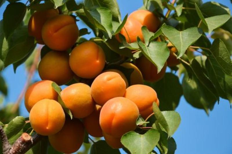 【推荐】金太阳杏精品杏子大量有货产地直发保质保量