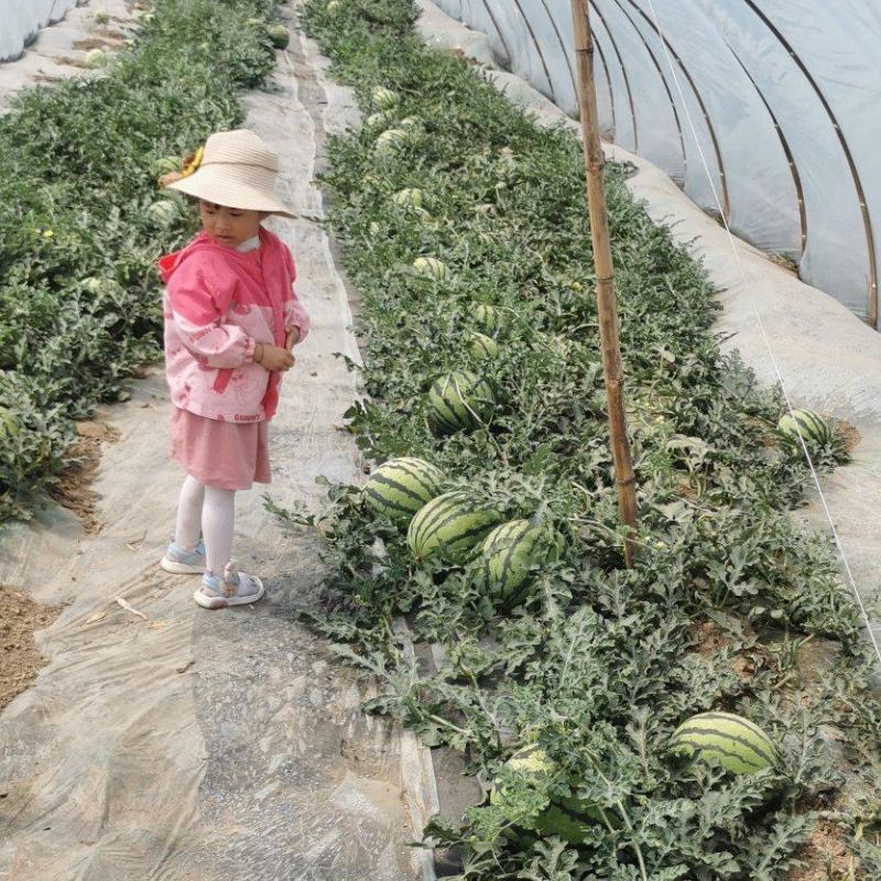 麒麟瓜，吊瓜美都，苏星058，大棚西瓜个头均匀