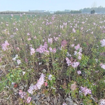 大叶紫丁香