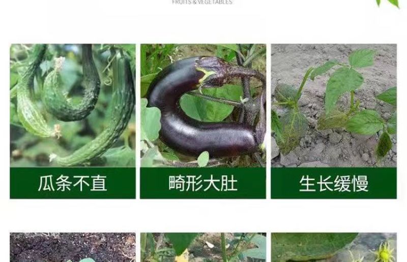 豆角黄瓜长茄子辣椒丝瓜苦瓜拉直拉长膨大增粗氨基酸叶面肥