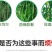 豆角黄瓜长茄子辣椒丝瓜苦瓜拉直拉长膨大增粗氨基酸叶面肥