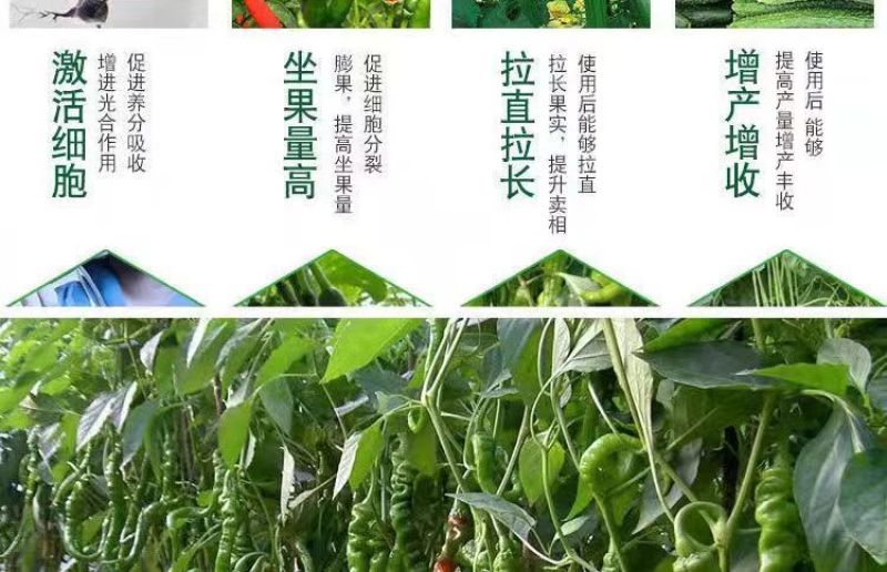 豆角黄瓜长茄子辣椒丝瓜苦瓜拉直拉长膨大增粗氨基酸叶面肥