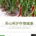 豆角黄瓜长茄子辣椒丝瓜苦瓜拉直拉长膨大增粗氨基酸叶面肥