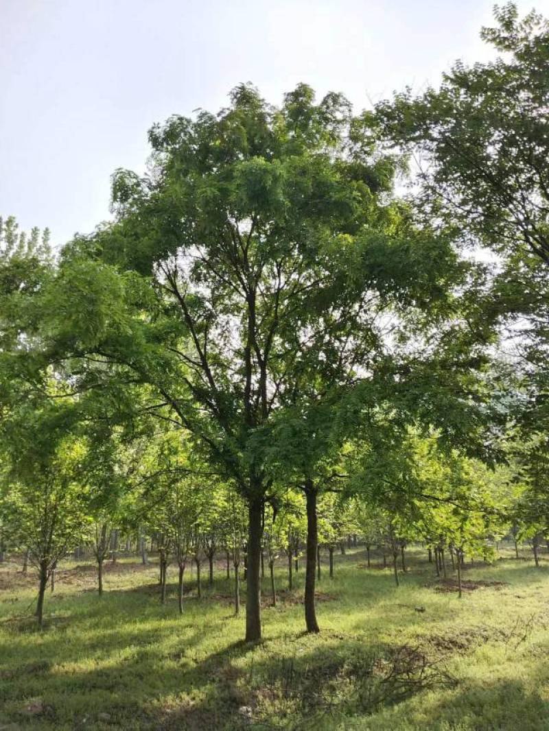 【皂角树】20公分皂角树，分枝点两米以上自家苗圃货源电话