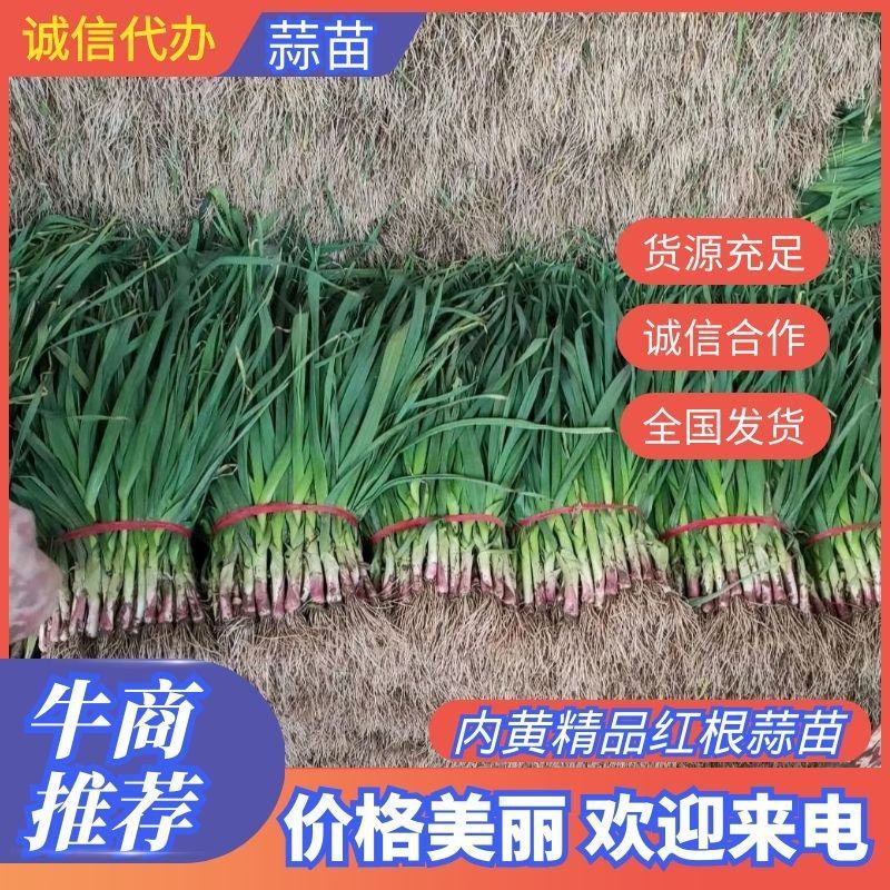 精品红根蒜苗根红叶绿45~50cm诚信经营一条龙