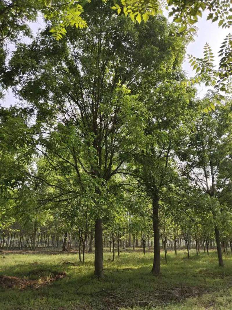 【皂角树】20公分皂角树，分枝点两米以上自家苗圃货源电话