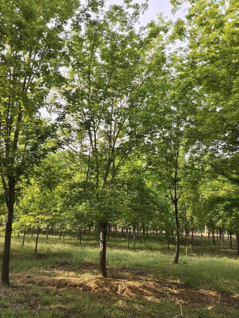 【五角枫】15-20公分上车价自家苗圃一手货源基地电话联