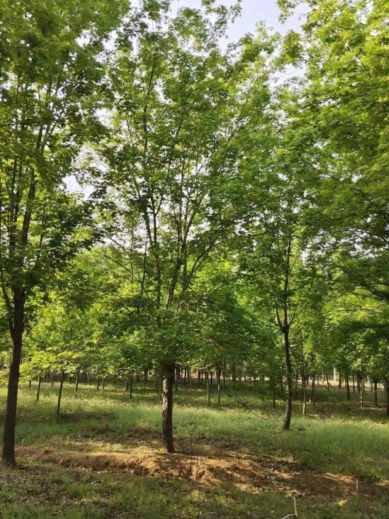 【五角枫】15-20公分上车价自家苗圃一手货源基地电话联