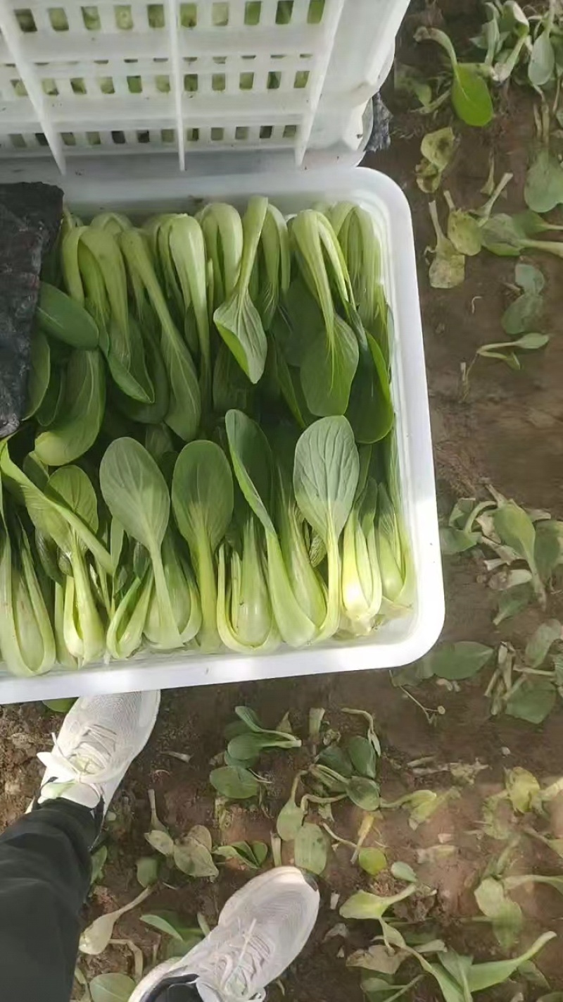 油菜/上海青/小油菜/山东小油菜/山东青菜/全国发货
