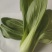 油菜/上海青/小油菜/山东小油菜/山东青菜/全国发货