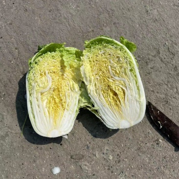 白菜