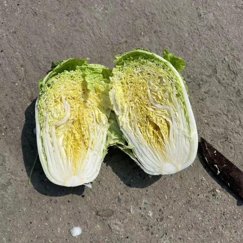 白菜