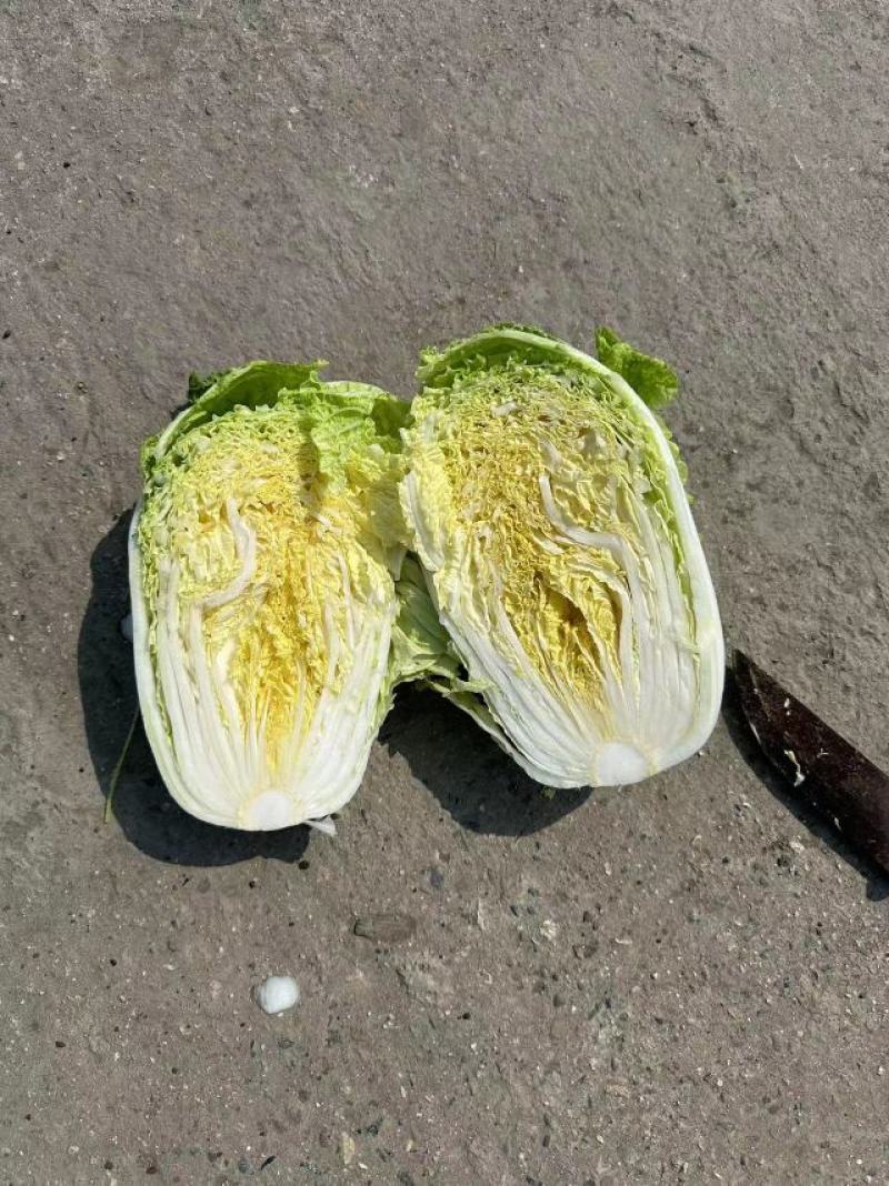 白菜