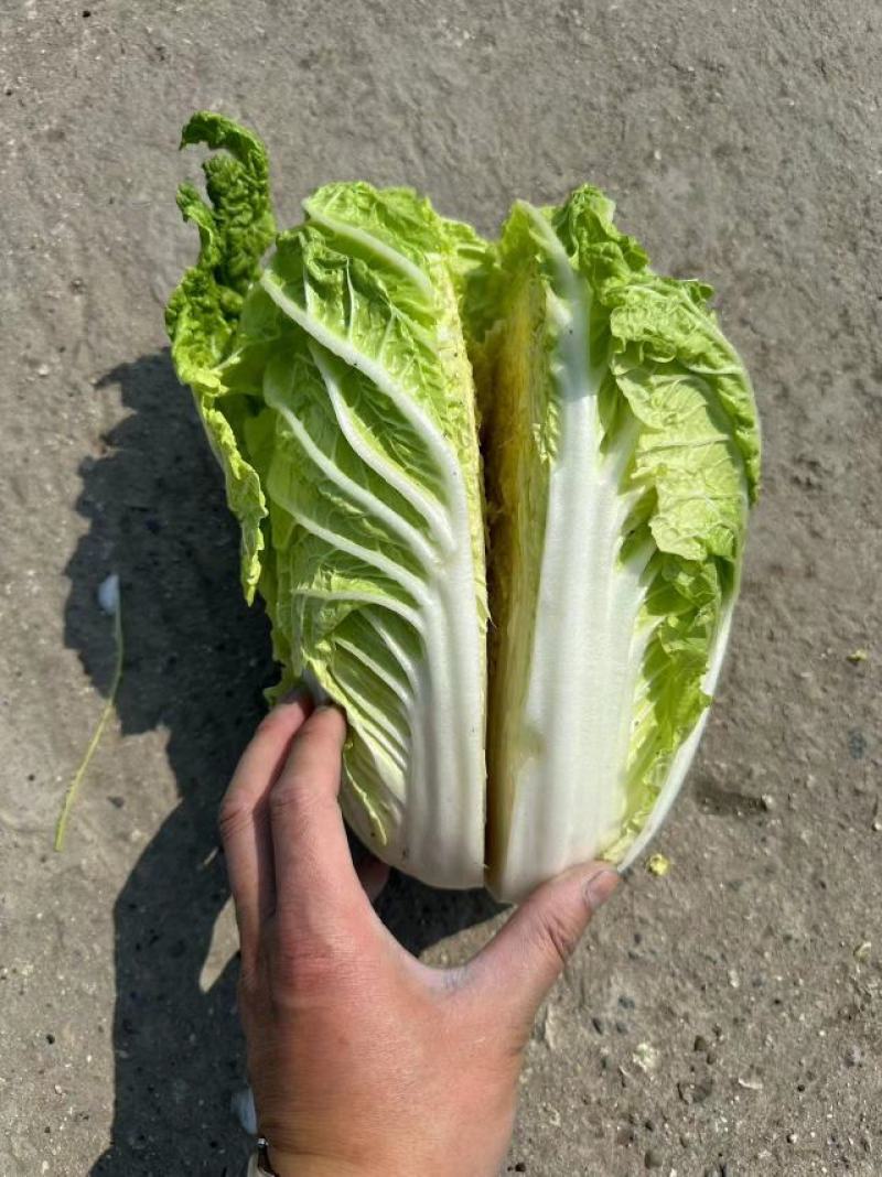 白菜