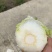 白菜