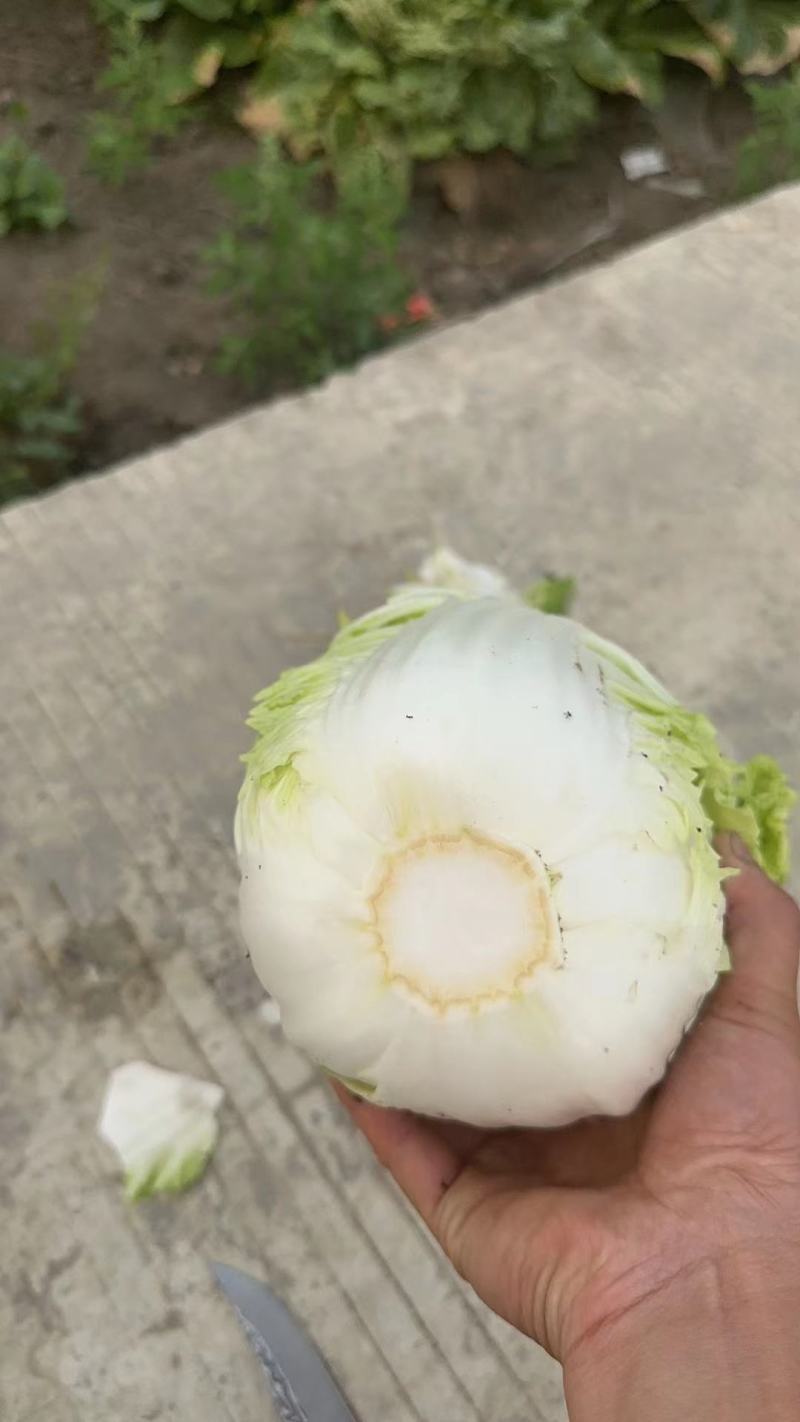 白菜