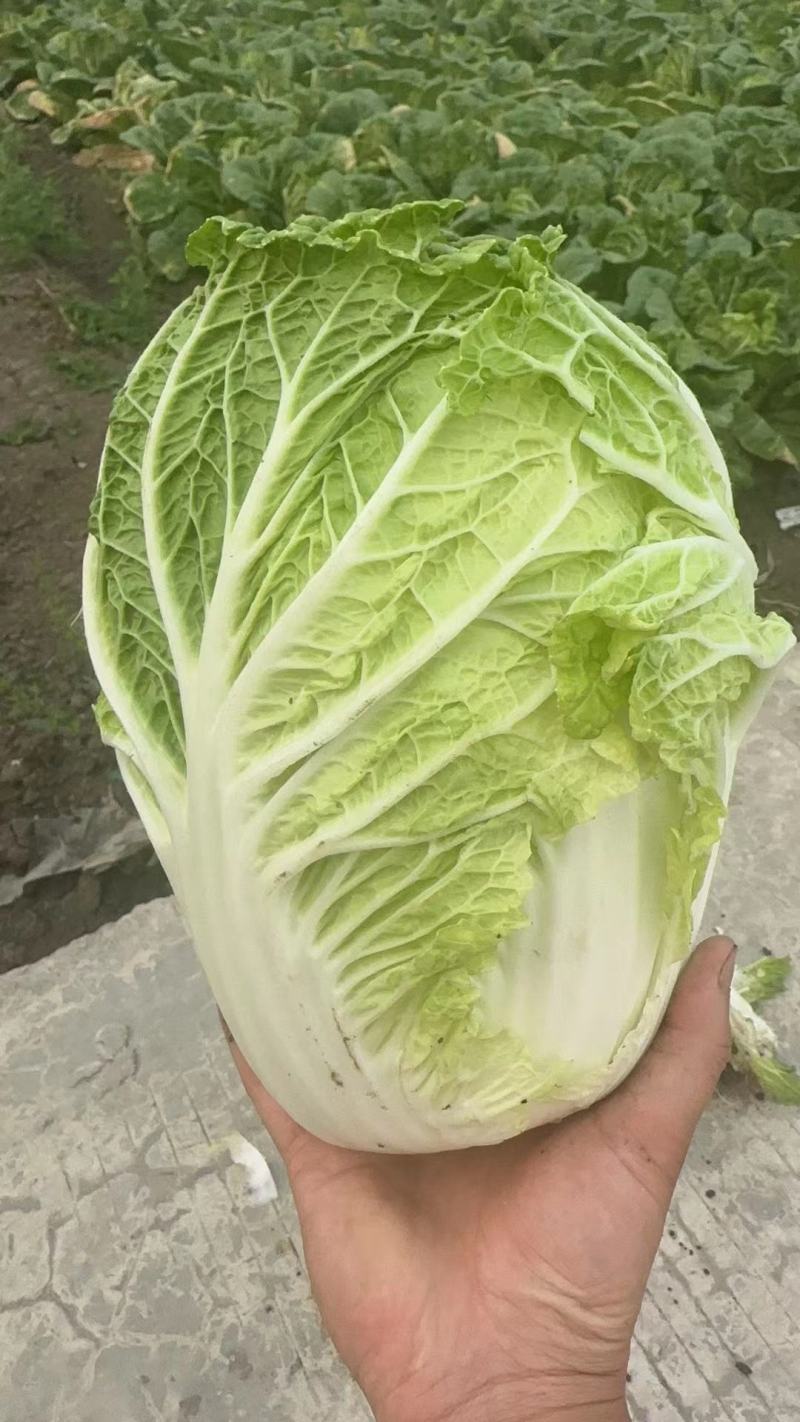 白菜
