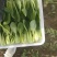 小油菜2两以上山东上海青/产地发货品质好