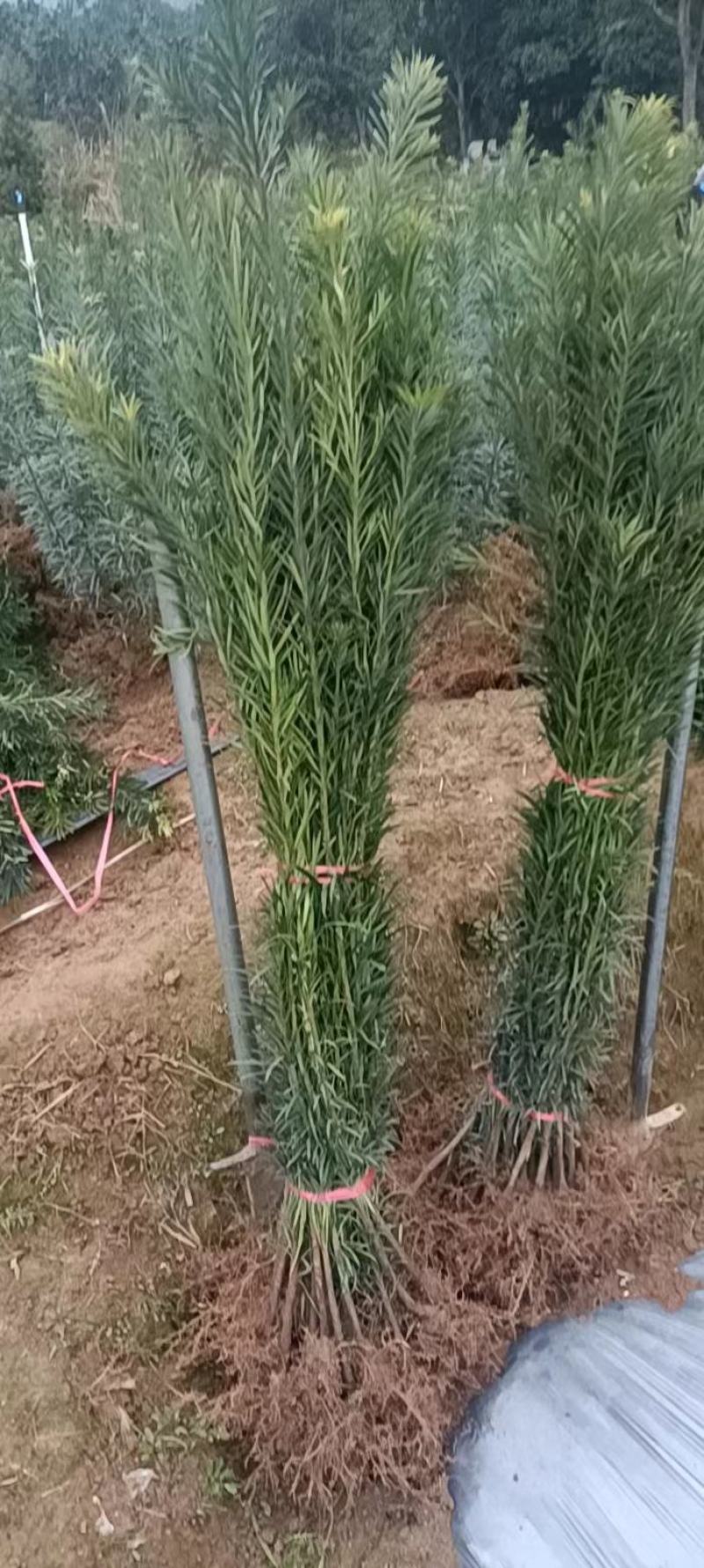 罗汉松
