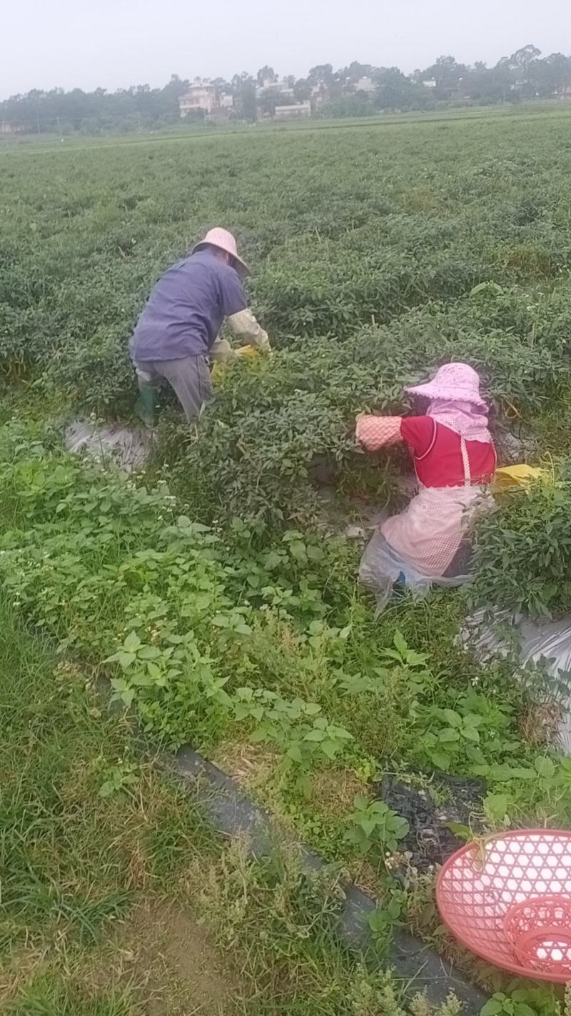 青，红3号、8号线椒统货，价格便宜看上联系我。