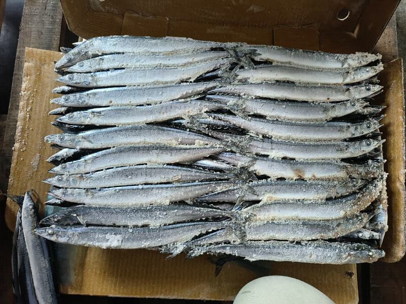 秋刀鱼4号秋刀鱼