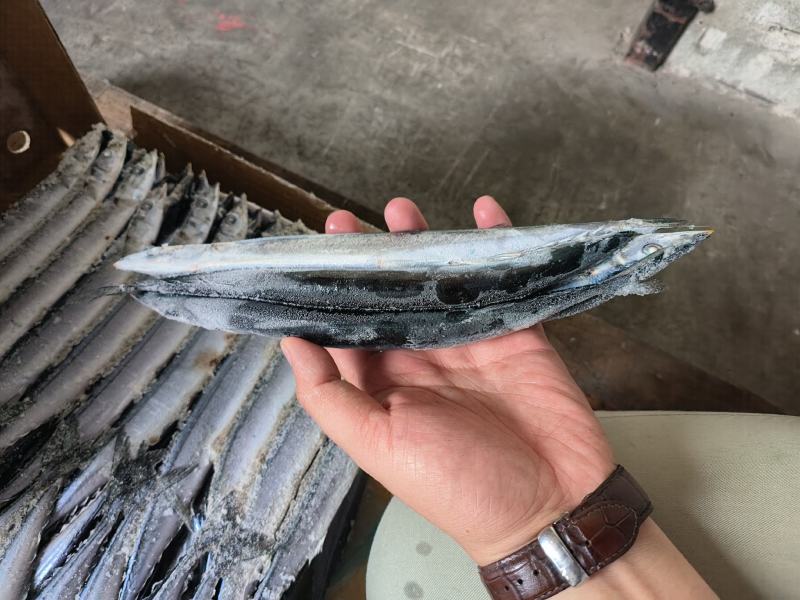 秋刀鱼4号秋刀鱼