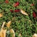 凉拌泡椒木姜子山胡椒