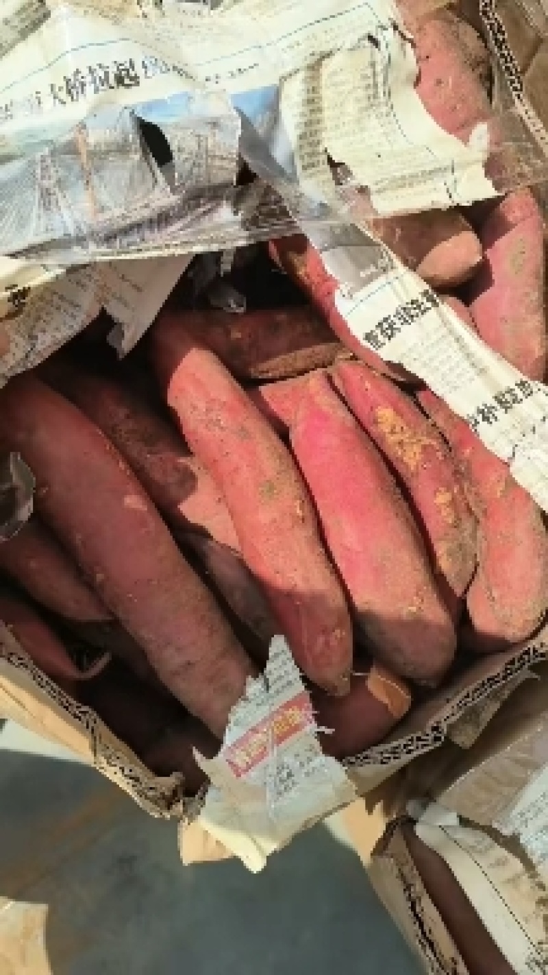 精品西瓜红红薯货源充足质量巴适需要联系