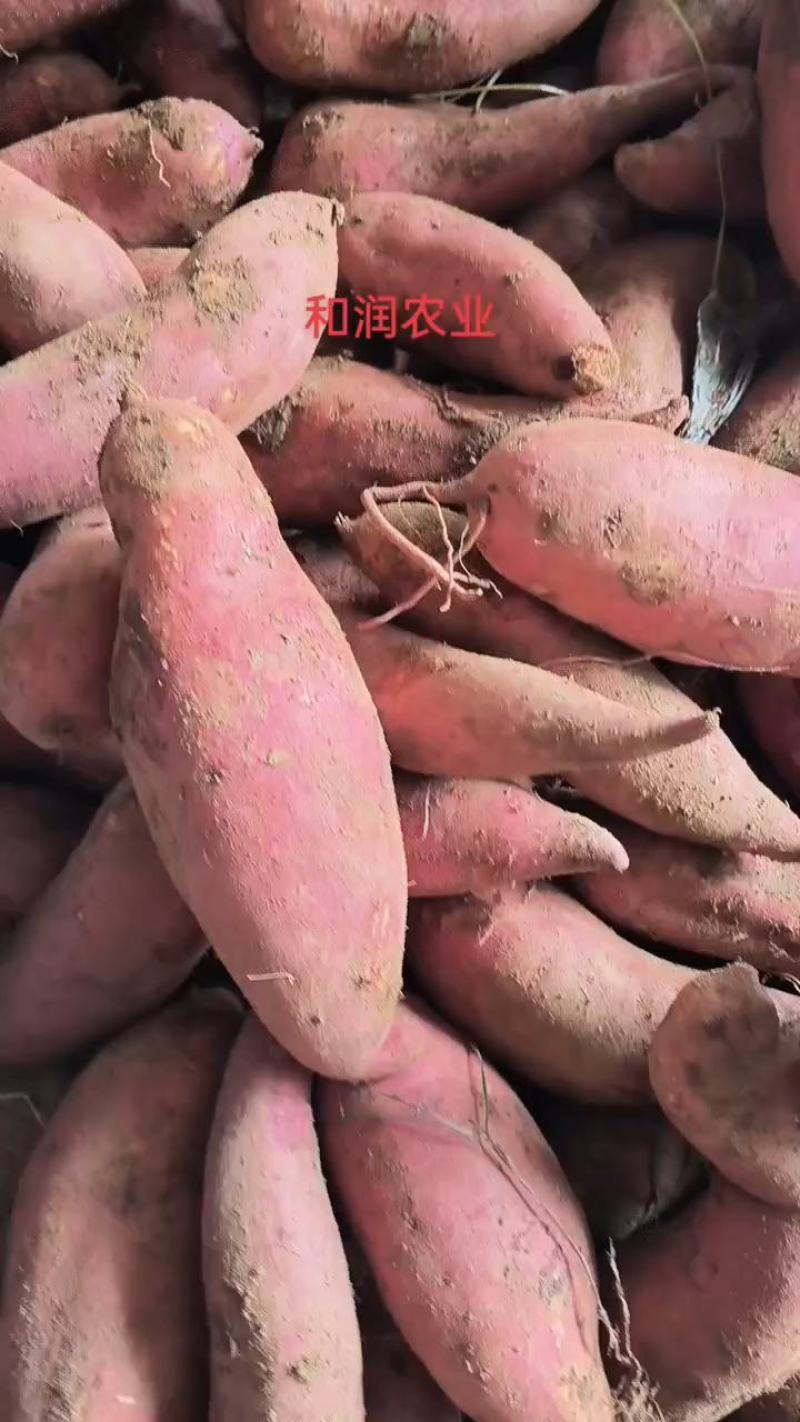 精品西瓜红红薯货源充足质量巴适需要联系