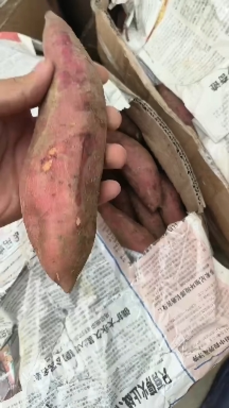 精品西瓜红红薯货源充足质量巴适需要联系