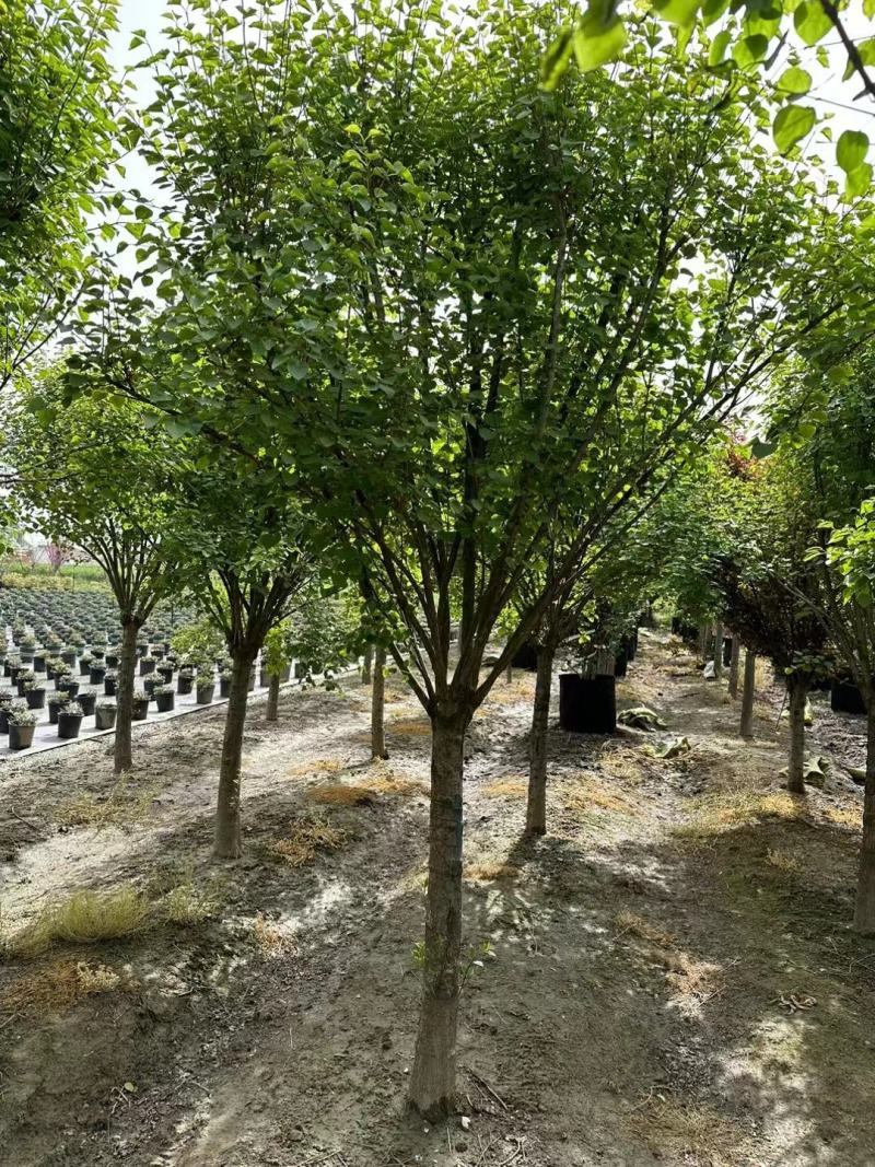 【紫丁香】浙江萧山绿化苗基地货源/规格多样/量大从优