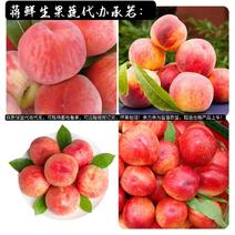 桃子（油桃/毛桃/黄桃）产地直发/代收代发保质保价供应