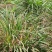 中药材，钩藤，虎杖，石菖蒲，石楠藤，矮地茶，淡竹叶