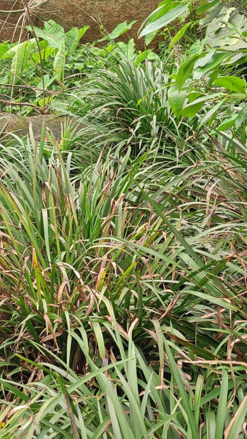 中药材，钩藤，虎杖，石菖蒲，石楠藤，矮地茶，淡竹叶