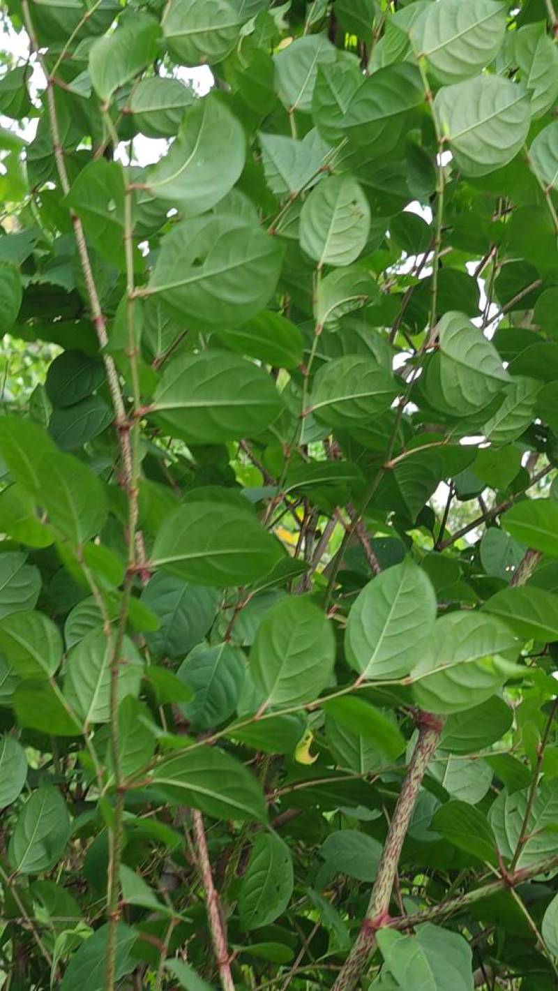 中药材，钩藤，虎杖，石菖蒲，石楠藤，矮地茶，淡竹叶