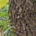 中药材，钩藤，虎杖，石菖蒲，石楠藤，矮地茶，淡竹叶
