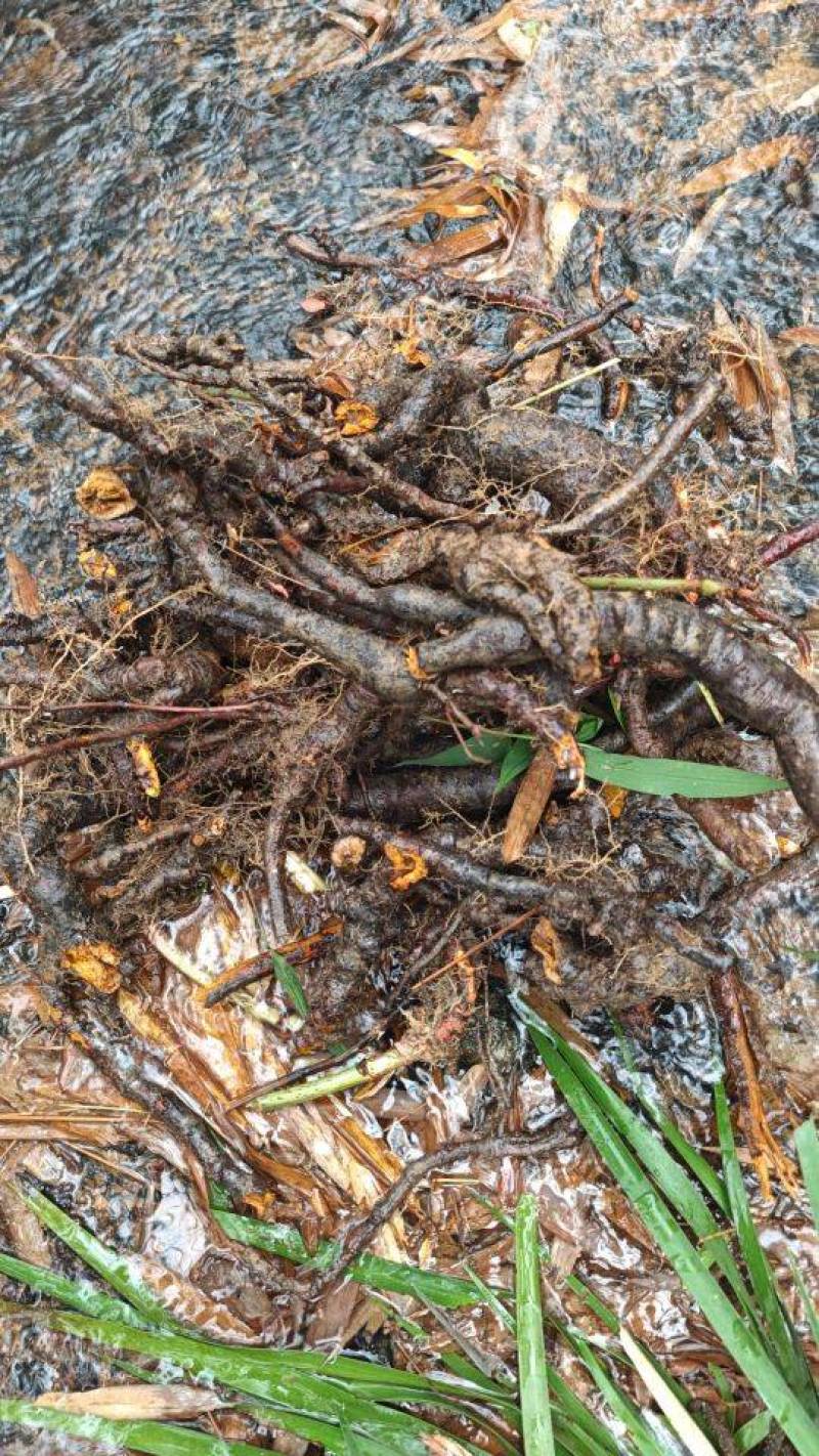 中药材，钩藤，虎杖，石菖蒲，石楠藤，矮地茶，淡竹叶
