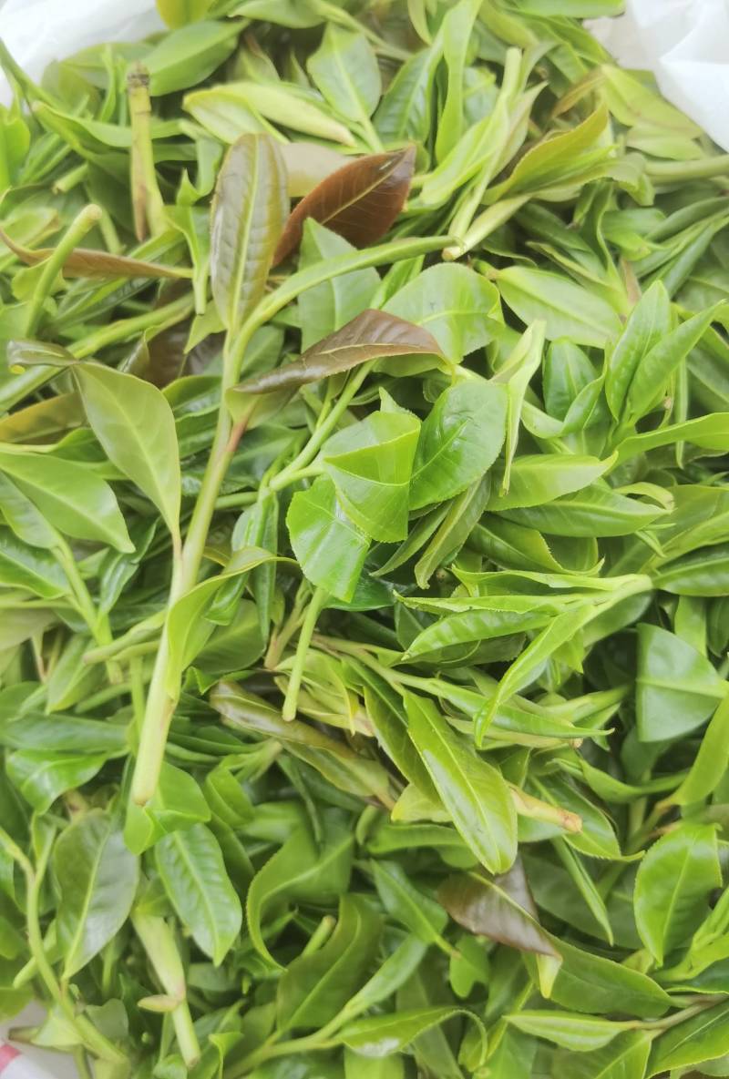 茶叶